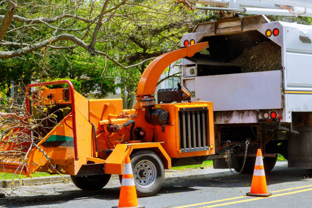 How Our Tree Care Process Works  in  Perryopolis, PA