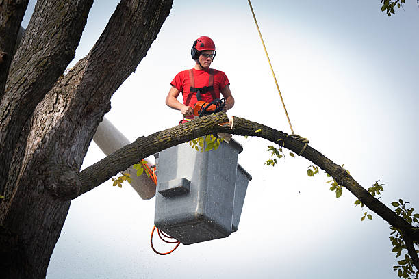 Best Tree Removal  in Perryopolis, PA